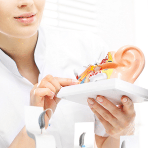 Audiologist studying model of ear
