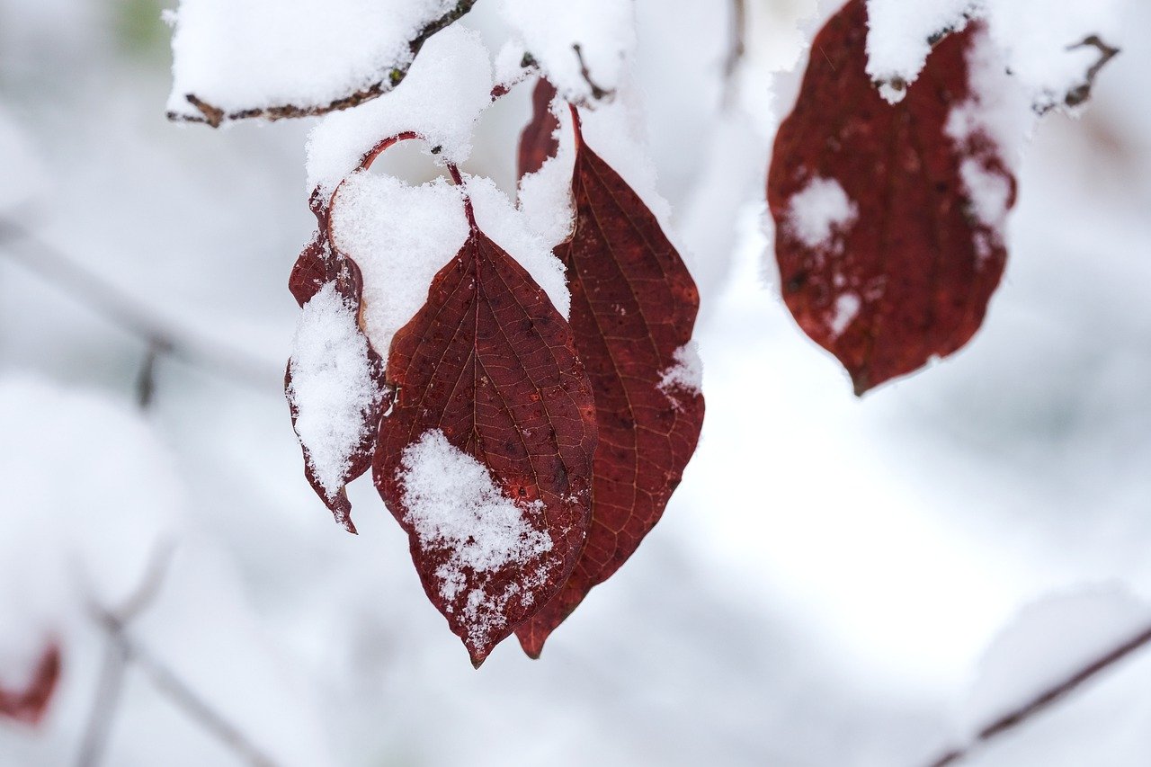 leaves covered in snow